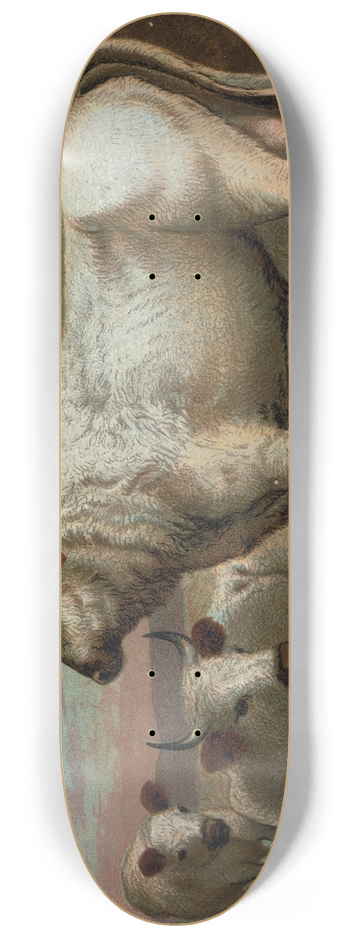 John George Wood - Chillingham Cattle. 8.25 inch art skate deck