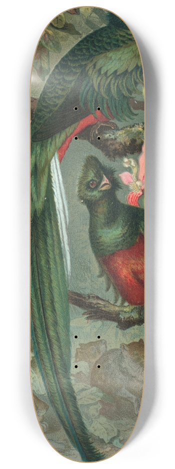 John George Wood - Resplendent Trogon. 8.25 inch art skate deck