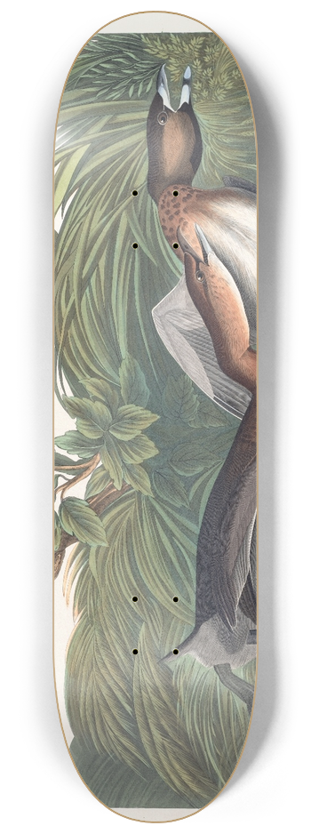 John James Audubon - American pied-bill dobchick 8.25 inch art skate deck