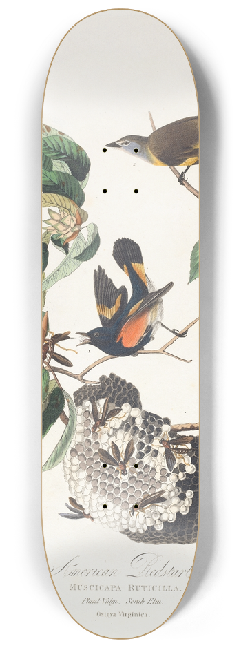 John James Audubon - American redstart 8.25 inch art skate deck