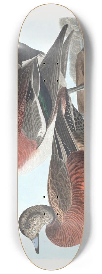 John James Audubon - American widgeon 8.25 inch art skate deck