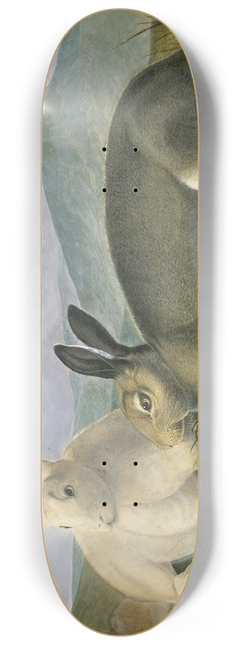 John James Audubon - Arctic Hare 8.25 inch art skate deck
