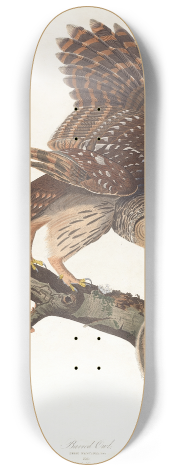 John James Audubon - Barred owl 8.25 inch art skate deck