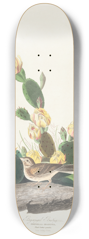 John James Audubon - Bay-winged bunting 8.25 inch art skate deck