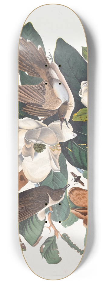 John James Audubon - Black-billed cuckoo 8.25 inch art skate deck