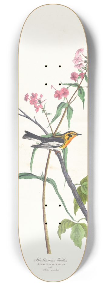 John James Audubon - Blackburnian warbler 8.25 inch art skate deck