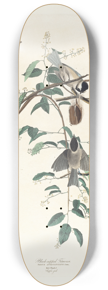 John James Audubon - Black-capped titmouse 8.25 inch art skate deck