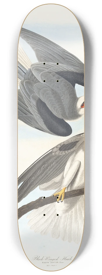 John James Audubon - Black-winged hawk 8.25 inch art skate deck