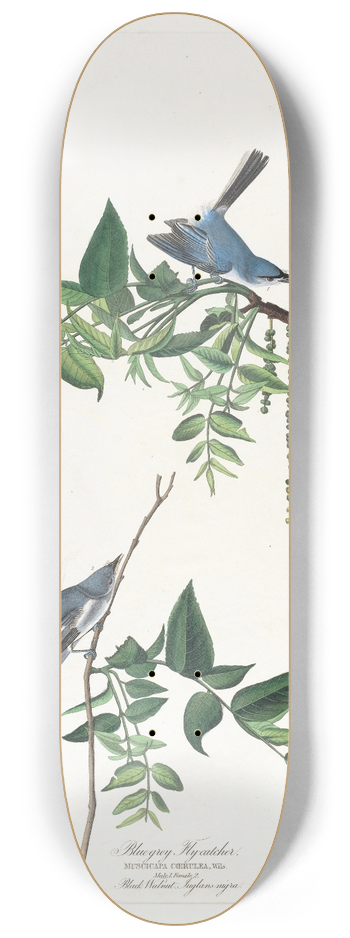 John James Audubon - Blue-grey flycatcher 8.25 inch art skate deck