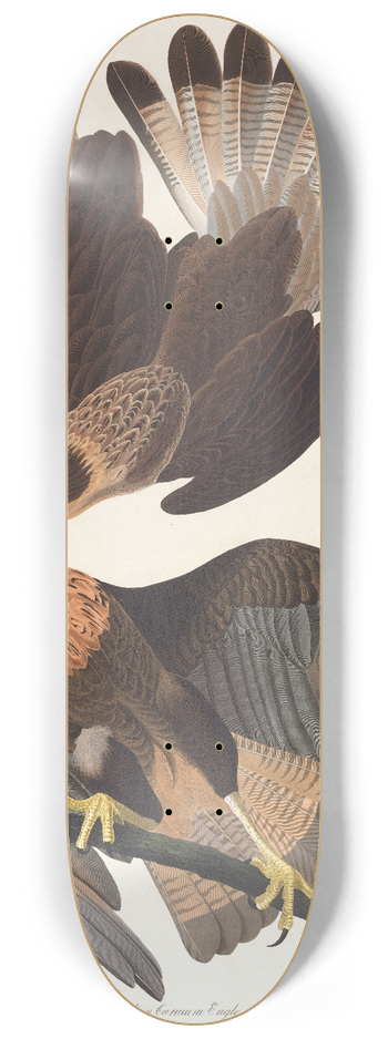 John James Audubon - Brasilian caracara eagle 8.25 inch art skate deck