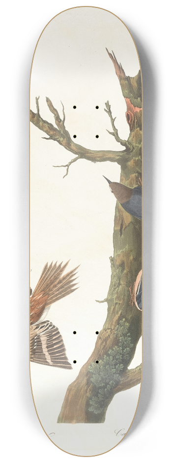 John James Audubon - Brown creeper. Californian nuthatch 8.25 inch art skate deck
