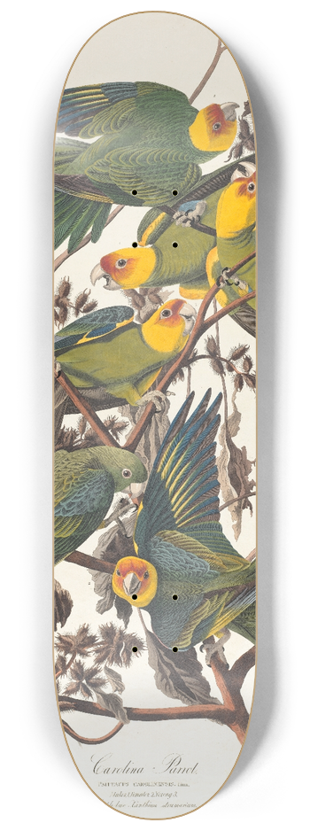 John James Audubon - Carolina parrot 8.25 inch art skate deck