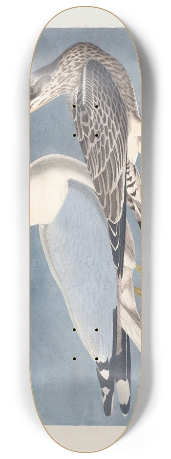 John James Audubon - Common gull 8.25 inch art skate deck