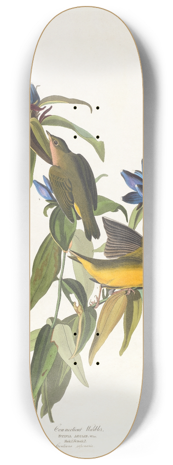 John James Audubon - Connecticut warbler 8.25 inch art skate deck