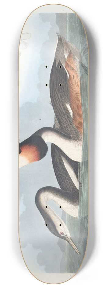 John James Audubon - Crested grebe 8.25 inch art skate deck