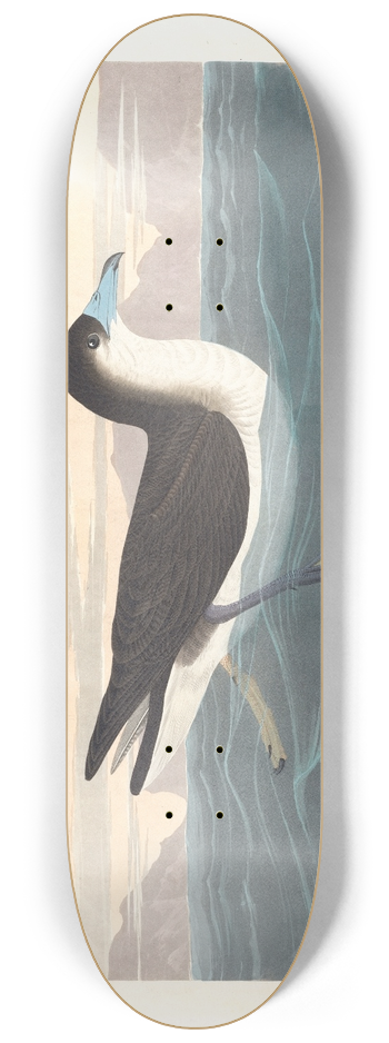 John James Audubon - Dusky petrel 8.25 inch art skate deck