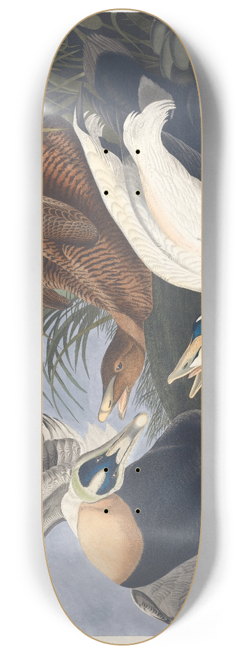 John James Audubon - Eider duck 8.25 inch art skate deck
