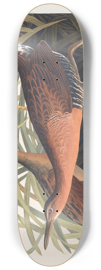 John James Audubon - Fresh water marsh hen 8.25 inch art skate deck