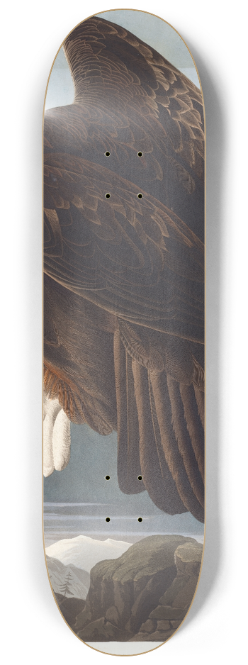 John James Audubon - Golden eagle 8.25 inch art skate deck