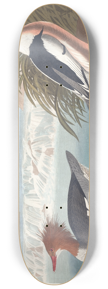 John James Audubon - Goosander 8.25 inch art skate deck