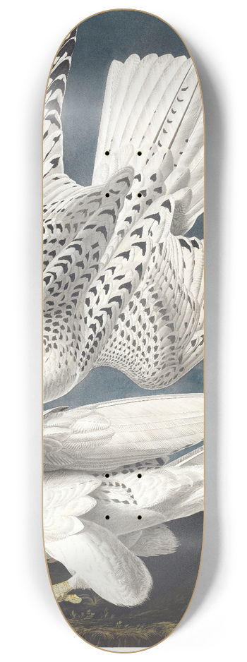 John James Audubon - Iceland or jer falcon 8.25 inch art skate deck