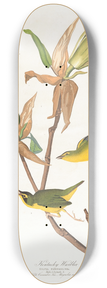 John James Audubon - Kentucky warbler 8.25 inch art skate deck