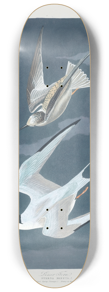 John James Audubon - Lesser tern 8.25 inch art skate deck