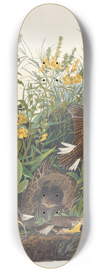 John James Audubon - Meadow lark 8.25 inch art skate deck