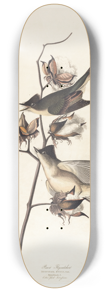 John James Audubon - Pewit flycatcher 8.25 inch art skate deck