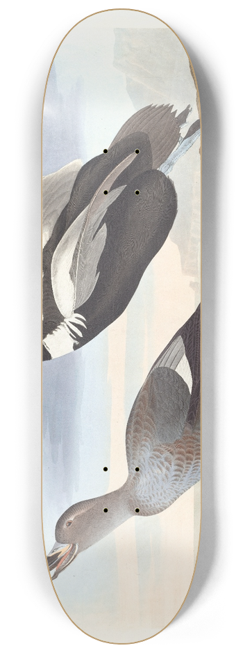 John James Audubon - Pied duck 8.25 inch art skate deck