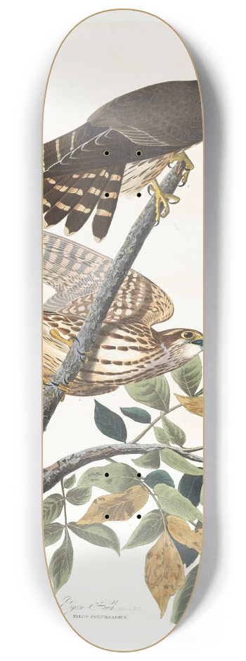John James Audubon - Pigeon hawk 8.25 inch art skate deck