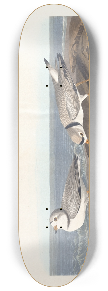 John James Audubon - Piping plover 8.25 inch art skate deck