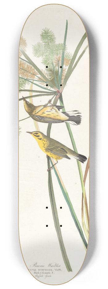 John James Audubon - Prairie warbler 8.25 inch art skate deck