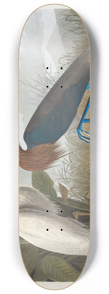 John James Audubon - Purple heron 8.25 inch art skate deck