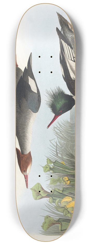 John James Audubon - Red-breasted merganser 8.25 inch art skate deck