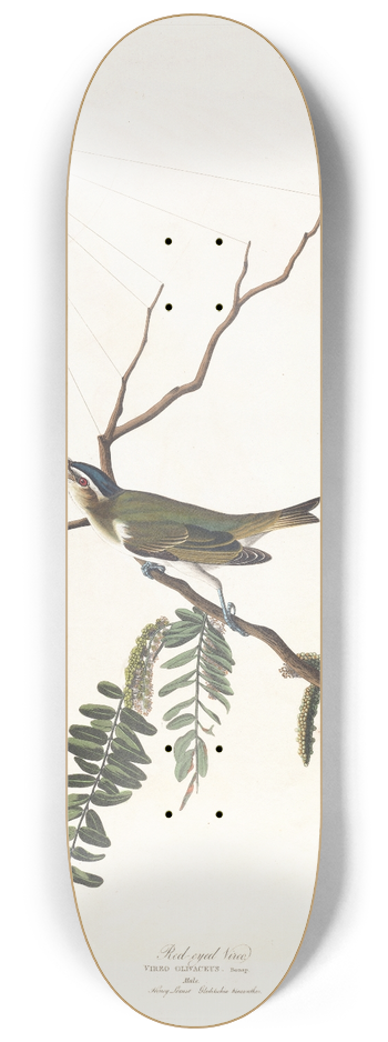 John James Audubon - Red-eyed vireo 8.25 inch art skate deck