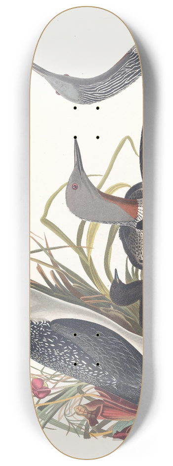 John James Audubon - Red-throated diver 8.25 inch art skate deck