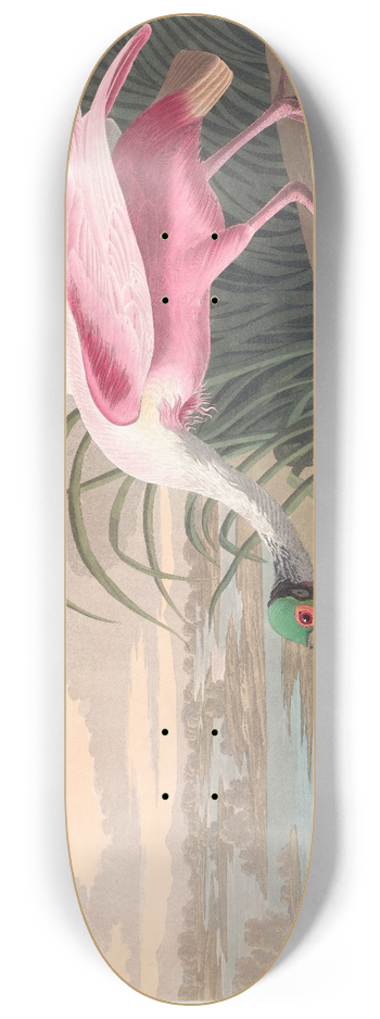 John James Audubon - Roseate spoonbill 8.25 inch art skate deck