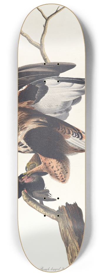 John James Audubon - Rough-legged falcon 8.25 inch art skate deck