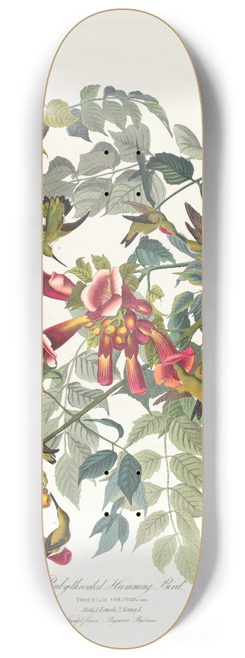 John James Audubon - Ruby-throated humming bird 8.25 inch art skate deck