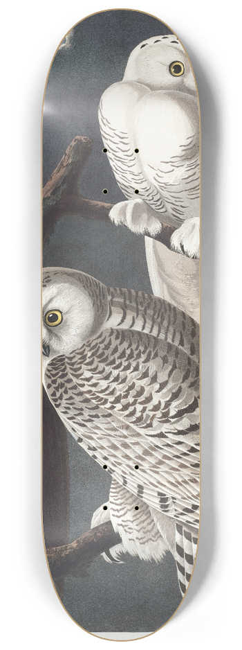 John James Audubon - Snowy owl 8.25 inch art skate deck