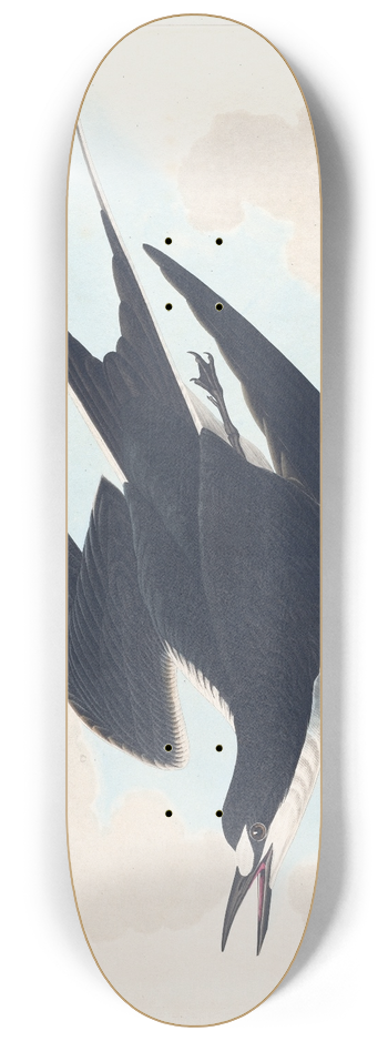 John James Audubon - Sooty tern 8.25 inch art skate deck