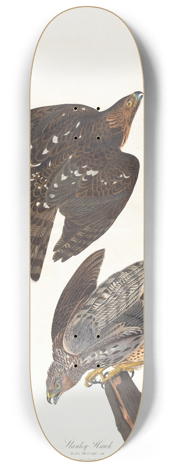 John James Audubon - Stanley hawk 8.25 inch art skate deck