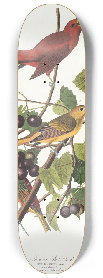 John James Audubon - Summer red bird 8.25 inch art skate deck