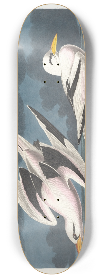John James Audubon - Tropic bird 8.25 inch art skate deck