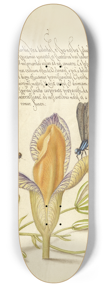 Joris Hoefnagel - Damselflies, Spanish Iris, and Star-of-Bethlehem 8.25 inch art skate deck