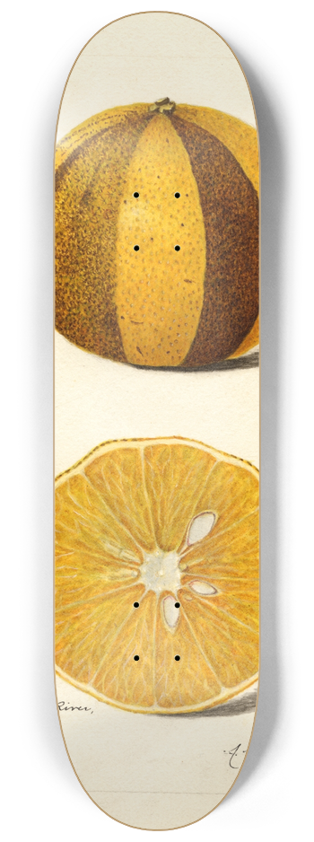 Amanda Almira Newton - Citrus sinensis 8.25 inch art skate deck