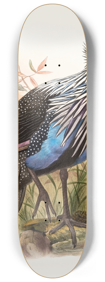Joseph Smit - Acryllium Vulturina 8.25 inch art skate deck