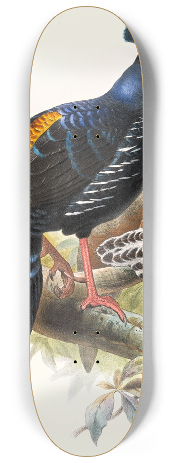 Joseph Smit - Euplocomus ignitus. 8.25 inch art skate deck