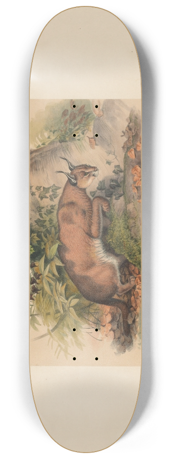 Joseph Wolf - The Red Caracal 8.25 inch art skate deck